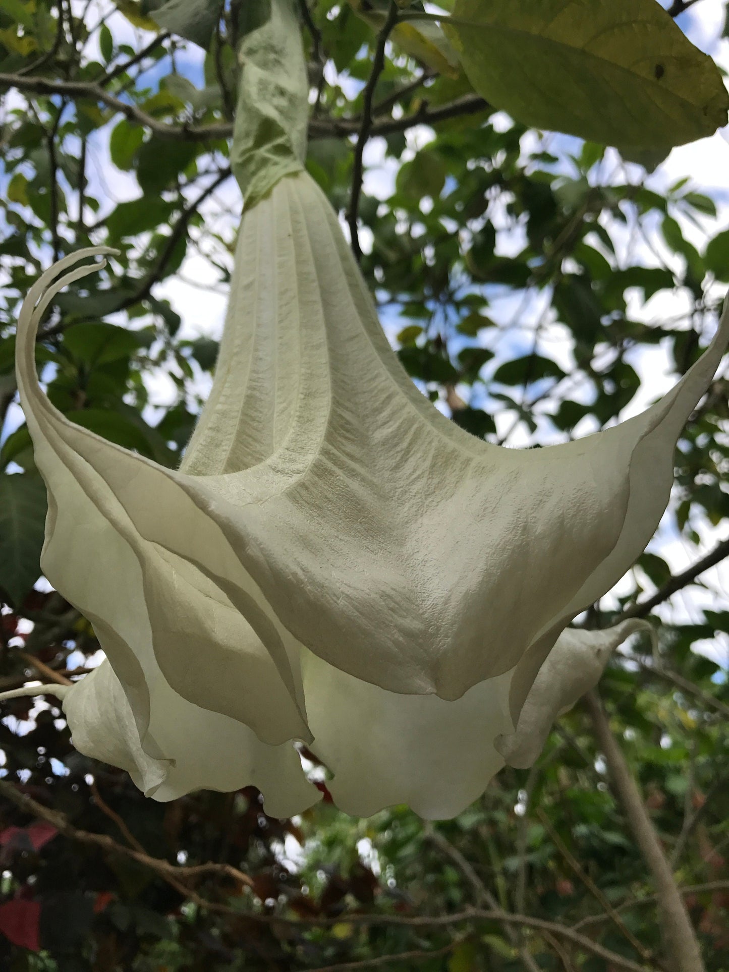 Angel Trumpets (2) Rooted Cuttings - 1 white & 1 pink $25.00