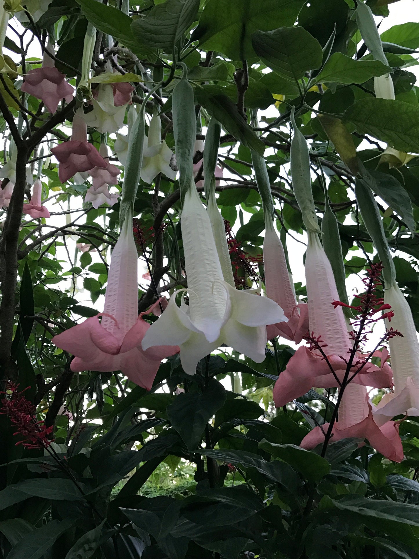 Angel Trumpets (2) Rooted Cuttings - 1 white & 1 pink $25.00