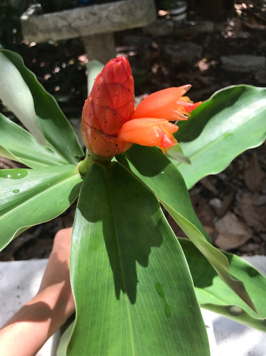 Orange Spiral Ginger (3) Rooted Rhizhomes Costus scaber Flower Plant