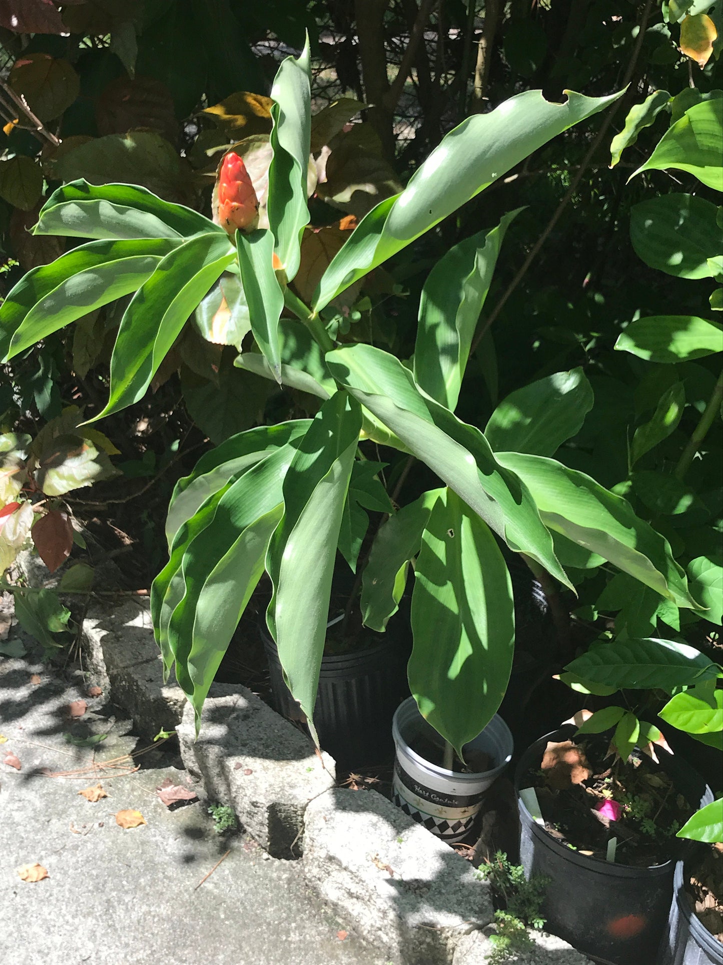 Orange Spiral Ginger (3) Rooted Rhizhomes Costus scaber Flower Plant