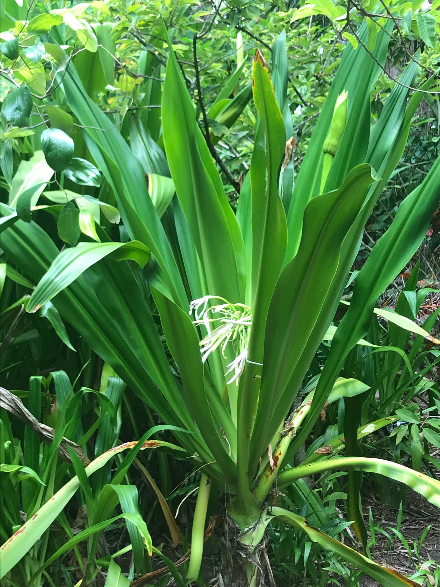 Crinum americanum (6) Rooted Plants!!!! A/k/a swamp liliy