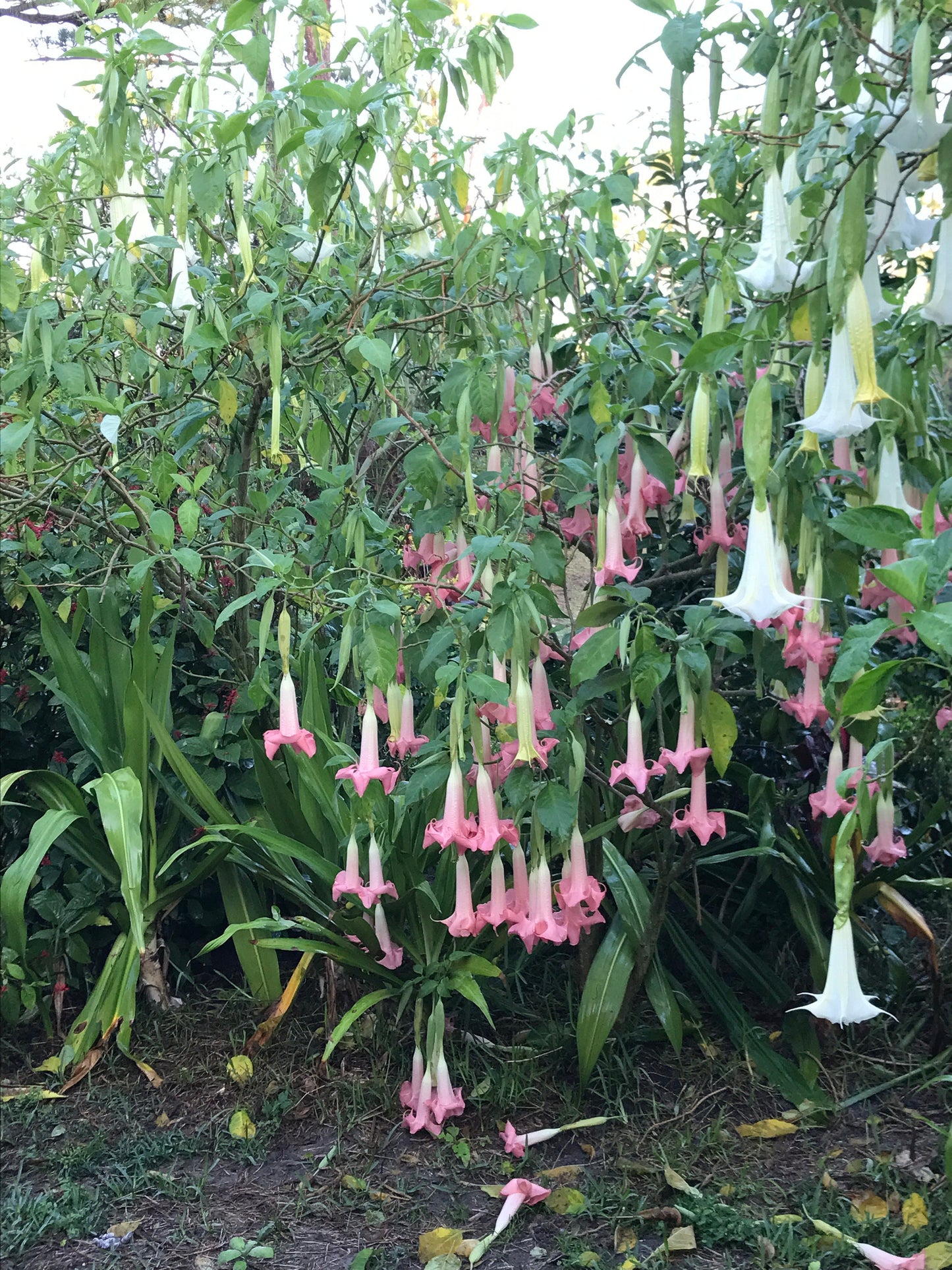 Angel Trumpets (2) Rooted Cuttings - 1 white & 1 pink $25.00