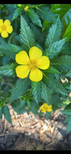 Damiana, scientific name Turnera diffusa - Sexual Desire Plant